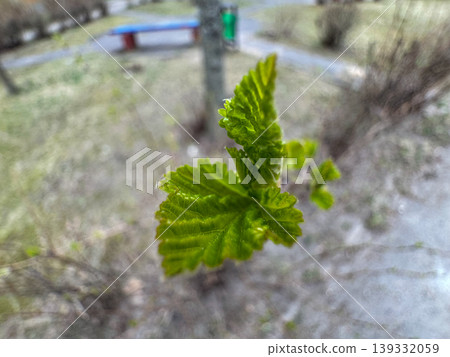 Fresh green spring leaves blooming on a tree branch against a blurred city park backdrop, close-up of new growth in nature Fresh green spring leaves blooming on a tree branch against a blurred city park backdrop, close-up of new growth in nature 139332059
