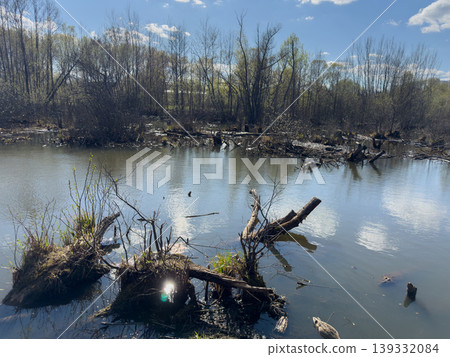 Wetland river with flooded trees, fallen branches and wild duck in Belarus, calm marsh landscape under blue sky 139332084