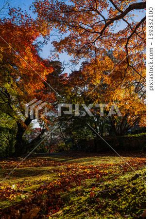 Autumn foliage scenery at Tobayama Park in Hamamatsu City (Shizuoka Prefecture) Autumn foliage scenery at Tobayama Park in Hamamatsu City (Shizuoka Prefecture) 139332100