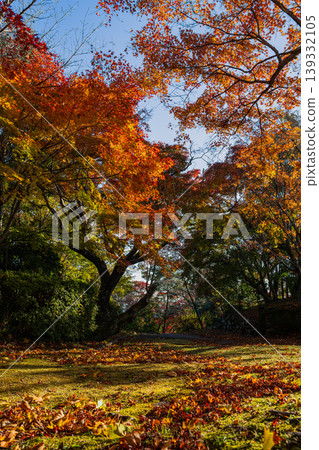 靜岡縣濱松市戶葉山公園的秋葉景色 靜岡縣濱松市戶葉山公園的秋葉景色 139332105