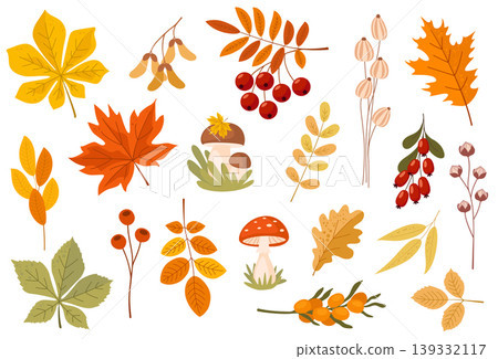 Autumn decor set tree leaves, flowers, berries and mushrooms. Collection of autumn leaves and fruits Autumn decor set tree leaves, flowers, berries and mushrooms. Collection of autumn leaves and fruits 139332117