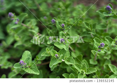 Nepeta Racemosa Toria flower of grape catnip natural portrait of the plant. 139332145