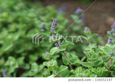 Catnip in bloom: Nepeta Racemosa. Catnip in bloom: Nepeta Racemosa. 139332147