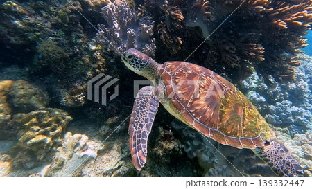 A green sea turtle or Chelonia mydas swims near a vibrant coral reef in clear sea waters, wildlife sighting in Dauin, Philippines A green sea turtle or Chelonia mydas swims near a vibrant coral reef in clear sea waters, wildlife sighting in Dauin, Philippines 139332447