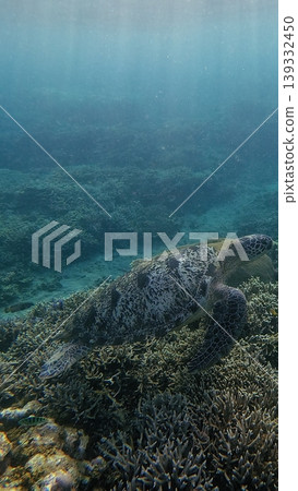 A green sea turtle ( chelonia mydas) glides over a coral covered seafloor, tranquil underwater scene. Dauin, Philippines A green sea turtle ( chelonia mydas) glides over a coral covered seafloor, tranquil underwater scene. Dauin, Philippines 139332450