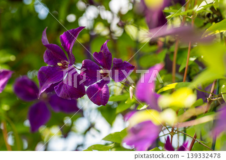 Vibrant violet clematis vine with fresh green leaves Vibrant violet clematis vine with fresh green leaves 139332478
