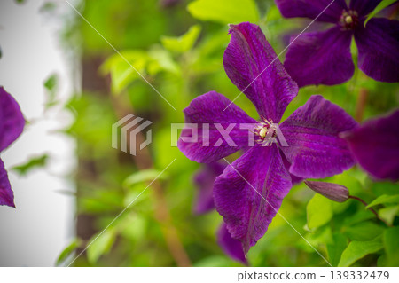 Spring garden with blooming purple climbing flowers 139332479