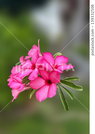 flower, bloom, blossom 139332506