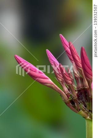 pink pudica plumeria in buds, closeup plumeria pink pudica plumeria in buds, closeup plumeria 139332507