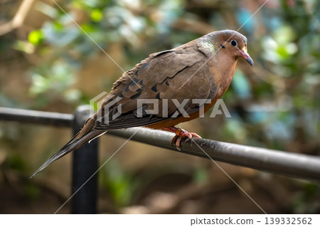 Socorro Dove perched on metal bar in London zoo Socorro Dove perched on metal bar in London zoo 139332562
