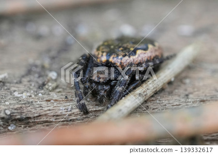 Detailed close-up of a distinctively marked walnut orb-weaver spider Nuctenea umbratica on a textured wooden surface, natural light Detailed close-up of a distinctively marked walnut orb-weaver spider Nuctenea umbratica on a textured wooden surface, natural light 139332617