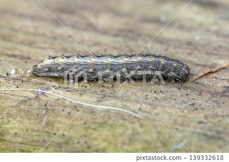 Tiny gray and brown Vine's rustic Hoplodrina ambigua caterpillar crawling on rough wooden surface, macro close-up for nature studies Tiny gray and brown Vine's rustic Hoplodrina ambigua caterpillar crawling on rough wooden surface, macro close-up for nature studies 139332618