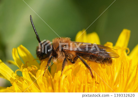 Detailed closeup of the male of the Grey-gastered mining bee, Andrena tibialis sitting on a yellow dandelion 139332620