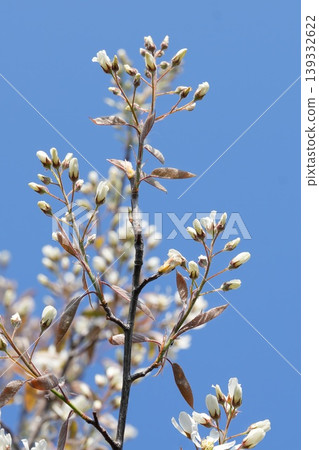 Closeup on a rich white flowering Blooming serviceberry, Amelanchier lamarckii against a clear blue sky 139332622
