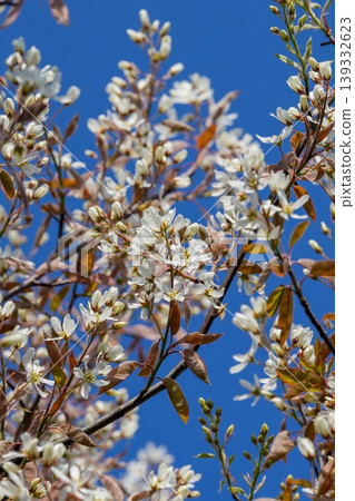 Closeup on a rich white flowering Blooming serviceberry, Amelanchier lamarckii against a clear blue sky 139332623