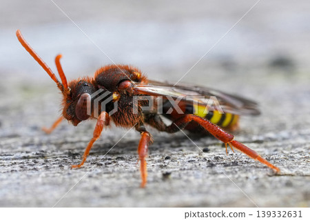Closeup of a colorful fresh emerged hairy female Lathbury's nomad bee, Nomada lathburiana in the springtime 139332631