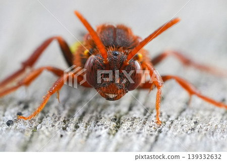 Facial closeup of a colorful fresh emerged hairy female Lathbury's nomad bee, Nomada lathburiana in the springtime Facial closeup of a colorful fresh emerged hairy female Lathbury's nomad bee, Nomada lathburiana in the springtime 139332632