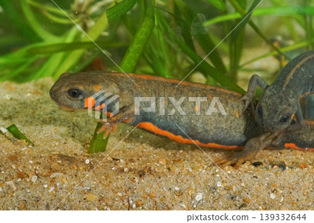 Closeup on an colorful aquatic gravid female Chinese Blue -tailed fire-bellied newt, Cynops cyanurus Closeup on an colorful aquatic gravid female Chinese Blue -tailed fire-bellied newt, Cynops cyanurus 139332644