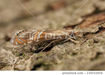 Detailed closeup on the small, colorful Mediterranean Euchromius bella micro moth 139332650