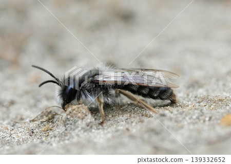 Closeup on a male grey-backed mining bee , Andrena vaga sitting on the ground Closeup on a male grey-backed mining bee , Andrena vaga sitting on the ground 139332652