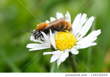 Closeup on a colorful Tawny mining bee, Andrena fulva on a white daisy flower in the garden Closeup on a colorful Tawny mining bee, Andrena fulva on a white daisy flower in the garden 139332654