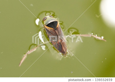 Water Boatman , Notonecta maculata Glide on Surface: Aquatic Bug in Pond, Nature Close-Up Gaze, Natural World Wonders, Harmony and Serenity Water Boatman , Notonecta maculata Glide on Surface: Aquatic Bug in Pond, Nature Close-Up Gaze, Natural World Wonders, Harmony and Serenity 139332659