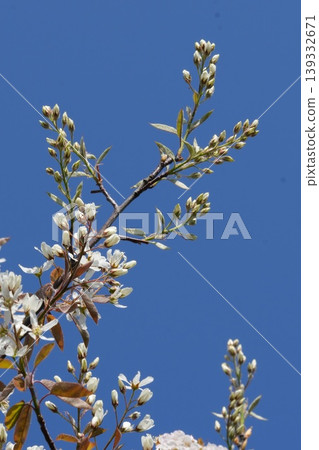 Closeup on a rich white flowering Blooming serviceberry, Amelanchier lamarckii against a clear blue sky Closeup on a rich white flowering Blooming serviceberry, Amelanchier lamarckii against a clear blue sky 139332671