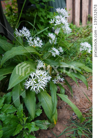 Fresh wild garlic blooming with delicate white flowers and lush green leaves in a natural outdoor garden setting Fresh wild garlic blooming with delicate white flowers and lush green leaves in a natural outdoor garden setting 139332678