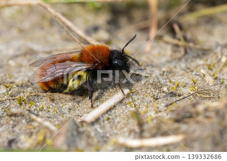 Closeup on a colorful hairy female Tawny mining bee , Andrena fulva sittong on sansy soil searching for her nest Closeup on a colorful hairy female Tawny mining bee , Andrena fulva sittong on sansy soil searching for her nest 139332686