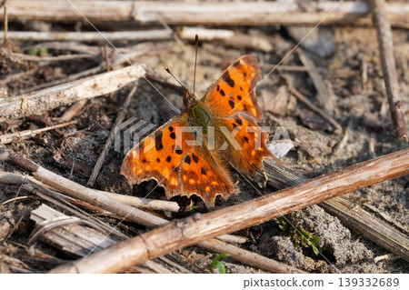 A vibrant orange and black spotted Comma butterfly, Polygonia c-album rests peacefully on dry straw and earth, close up nature view A vibrant orange and black spotted Comma butterfly, Polygonia c-album rests peacefully on dry straw and earth, close up nature view 139332689