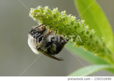 Closeup on a female Grey-backed mining bee, Andrena vaga feeding on Willow catkins Closeup on a female Grey-backed mining bee, Andrena vaga feeding on Willow catkins 139332690