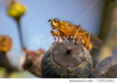 Vibrant golden dung fly, Scatophaga stercoraria close-up detailed on dark berry under bright blue sky, macro nature insect life Vibrant golden dung fly, Scatophaga stercoraria close-up detailed on dark berry under bright blue sky, macro nature insect life 139332691
