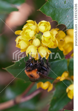 Closeup of a male Tree bumblebee ,Bombus hypnorum, sipping nectar from a yellow Berberis flower Closeup of a male Tree bumblebee ,Bombus hypnorum, sipping nectar from a yellow Berberis flower 139332696