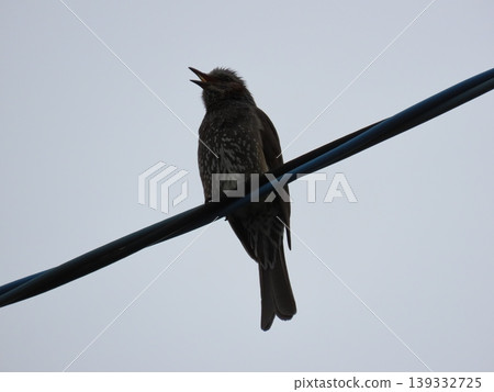 Brown-eared bulbul perching on an electric wire Brown-eared bulbul perching on an electric wire 139332725