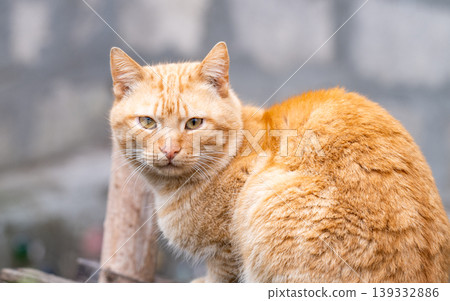 Close-up of an adorable shorthaired tabby cat 139332886