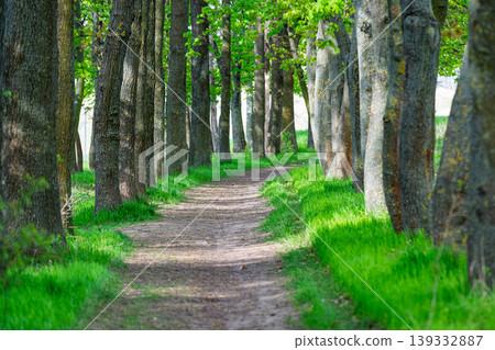 Hiking trail. Green forest in spring. Ecosystem environment. Spring forest nature with hiking trail. Tree in lush forest. Nature landscape. Landscape with forest in spring. 139332887