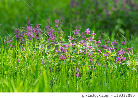 Excellent purple blossom of Lamium purpureum (purple dead-nettle or purple archangel ) between green grass Excellent purple blossom of Lamium purpureum (purple dead-nettle or purple archangel ) between green grass 139332890