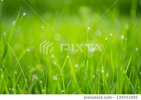 Beauty backgrounds with foliage, green grass Beauty backgrounds with foliage, green grass 139332895