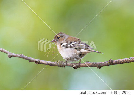 Common chaffinch, Fringilla coelebs, sits on a branch in spring on green background. Common chaffinch, Fringilla coelebs, sits on a branch in spring on green background. 139332903