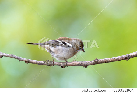 Common chaffinch, Fringilla coelebs, sits on a branch in spring on green background. Common chaffinch, Fringilla coelebs, sits on a branch in spring on green background. 139332904