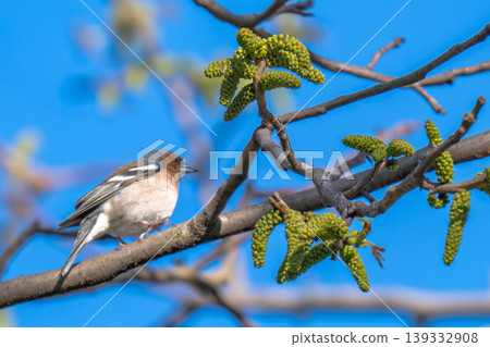 Common chaffinch, Fringilla coelebs, sits on a branch in spring on green background. Common chaffinch, Fringilla coelebs, sits on a branch in spring on green background. 139332908
