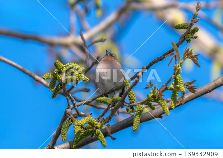 Common chaffinch, Fringilla coelebs, sits on a branch in spring on green background. 139332909