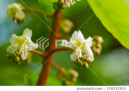 Green Chestnut Leaves in beautiful light. Green Chestnut Leaves in beautiful light. 139332923