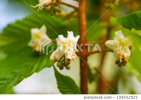 Green Chestnut Leaves in beautiful light. Green Chestnut Leaves in beautiful light. 139332925