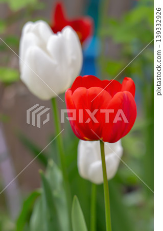 Spring nature scene with blooming tulips Spring nature scene with blooming tulips 139332926