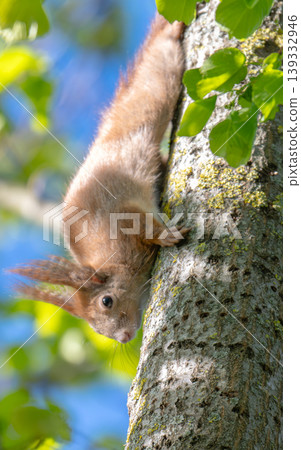 A photo of a squirrel in a tree 139332946