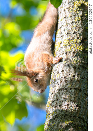 A photo of a squirrel in a tree 139332947
