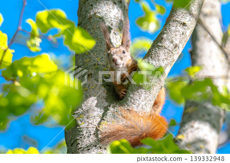 A photo of a squirrel in a tree 139332948