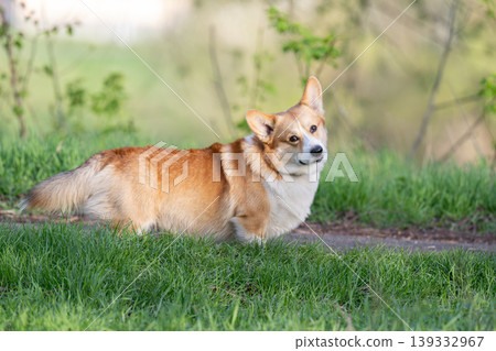 Portrait of Welsh corgi pembroke Portrait of Welsh corgi pembroke 139332967