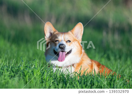 Portrait of Welsh corgi pembroke Portrait of Welsh corgi pembroke 139332970